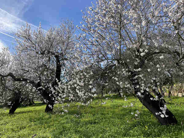 Almond trees in full bloom with white flowers, surrounded by green grass with yellow wildflowers, under a blue sky with wispy clouds.