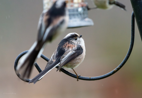 A curved metal bar hangs from upper right curving down towards centre shot, then up to a small curled piece. On the lower area stands a pink, black and white, fluffy Long-tailed tit, looking up to its right, one eye looking our way, another blurred long-tail hangs from feeder behind it
