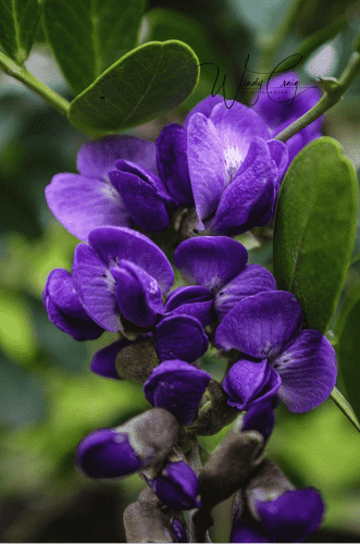 This is a close-up view of purple Texas Mountain Laurel flowers, highlighting petal details in a macro photograph