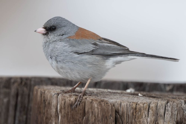 A grey junco with red-brown back standing on a wooden post.