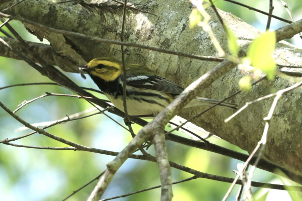 A Black-throated Green Warbler, with yellow face, black throat and wings, greenish/olive cap and back, and white belly, seen perched amid several small branches in the shade of a white birch tree seen behind it.
