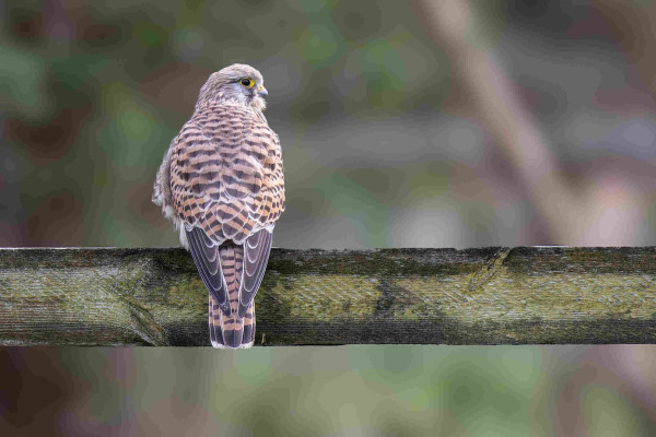 A Common Kestrel photographed from behind sitting on a wooden fence. The bird is looking to the right so that one half of its face can be seen. 