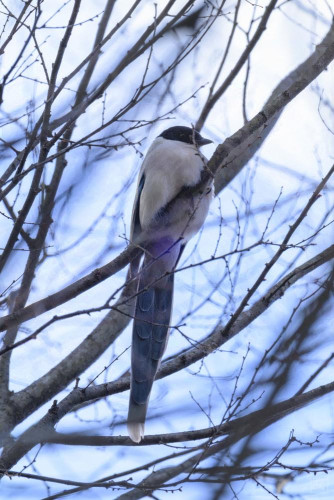 an azure winged magpie sitting in a bare tree in the winter