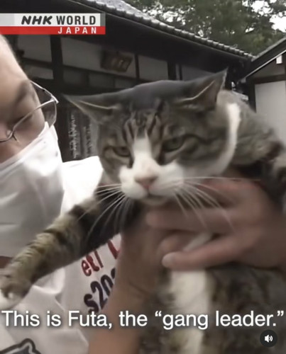 Japan news station post. Man holding a cat under its armpits to lift it up for the camera. Caption reads "This is Futa, the "gang leader"