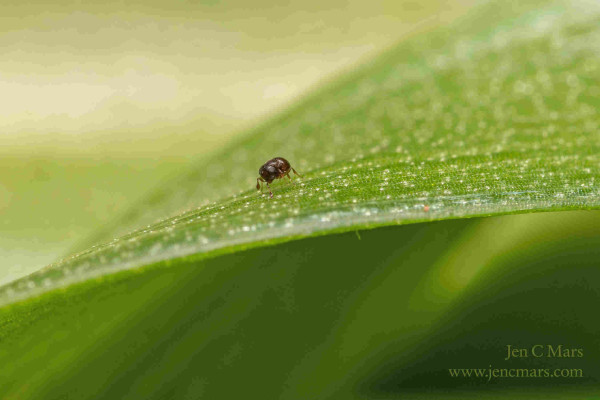 A small, reddish-brown, wingless, ant-like wasp stands on a flat green leaf. The scale of the leaf makes it clear this is a tiny animal.