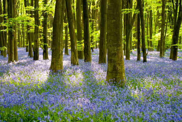 A photo of a carpet of bluebells in a wood.