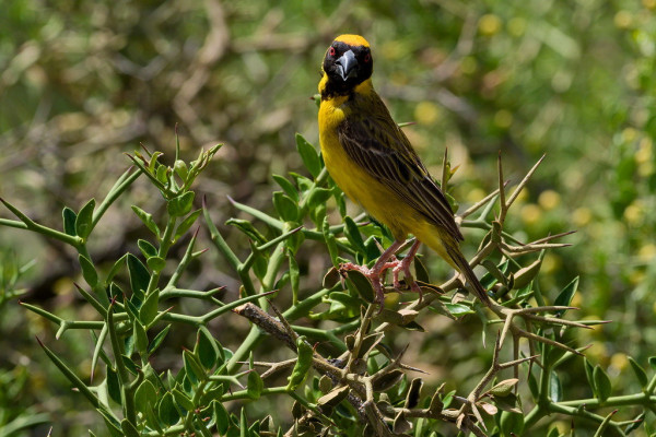 ein grüner Busch mit langen Stacheln und ein paar Blättern. Oben sitzt ein gelber Vogel, mit teilweise schwarzem Kopf und roten Augen. Der Vogel ist im Profil aufgenommen, aber der Kopf guckt in Richtung Kamera.