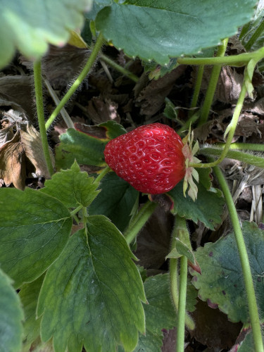 A single strawberry hidden under its leaves