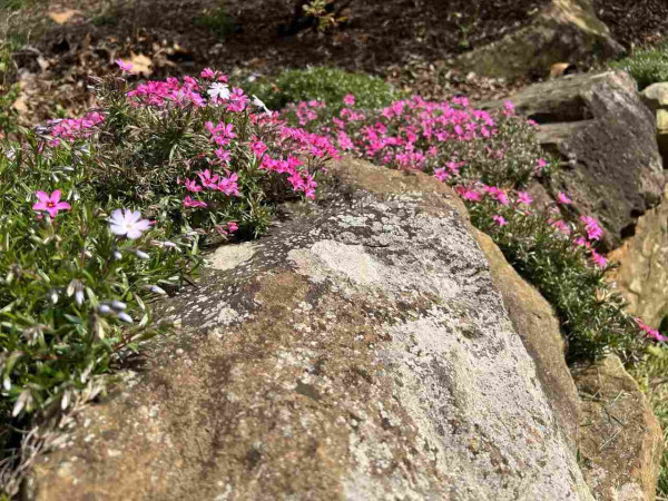 A big boulder surrounded by phlox. Phlox has little needles that look kind of like evergreens (they aren't) with one whit bloom and a cascade of pink blooms between this boulders and the next, stabilizing the soil.