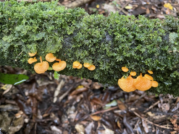 orange peel fungus mossy log