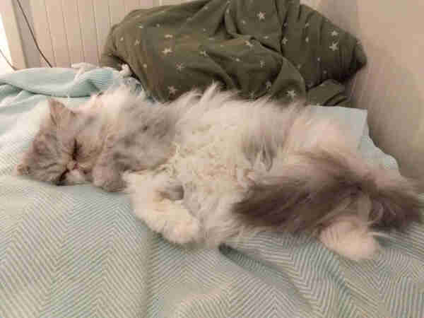 Photo of Buffy, our grey-white Persian cat, looking very comfortable napping in the middle of the bed and refusing to budge...