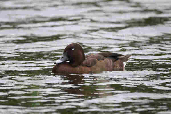 Hardhead swimming on the lake which is a little choppy and reflecting the overcast conditions. 
The bird is a dark brown duck with white eyes and slate bill. 