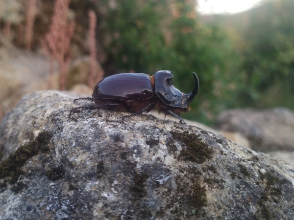 Un escarabajo rinoceronte macho sobre una piedra con árboles frutales de fondo. Lo encontré inmóvil en el suelo, posiblemente muerto, y lo dejé ahí..