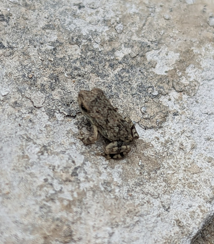 A tiny frog, mottled brown, sitting on limestone