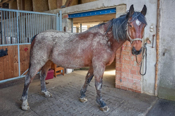 A really very dirty bay horse stands at the grooming area and looks at us innocently.