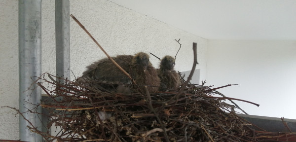 Two fuzzy little wood pidgeons in their nest in a flower pot on my balcony. 