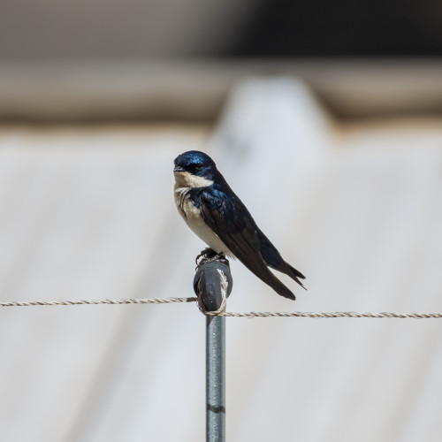 a tiny blue and white swallow, which has a white belly and neck, black wing tips, and blue wings, back, and cap, perched on a small metal pole. it is looking towards the camera
