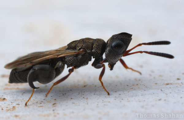 Dirhinus texana, as photographed by Thomas Shahan. A black bug with curved, sculpted body. The back legs have enlarged "thighs" the antenae are like clubs and matte. The body is covered in fine hairs and shimmers. 