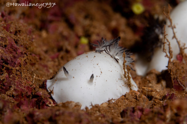 Finger-length sea slugs with the appearance of snow balls with black rhinophores and gills.