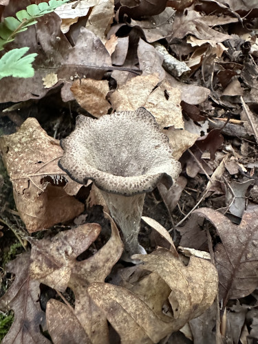 Funnel shaped grey mushroom growing up from the dead leaves.