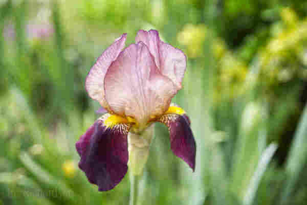 A vibrant purple and beige iris stands out against a blurred green background in a garden. The petals display a delicate texture with subtle color gradients and the yellow accents add a touch of brightness to the bloom. Artist Iris Richardson, Galleries Pixel,Pictorem and ArtHero