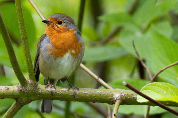 A photo of a European Robin on the branch of a tree. The bird was photographed from the front and it is looking slightly to the side so that only one half of its face is visible. Its rest chest is quite visible.