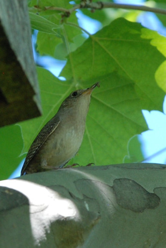 A small brownish bird on a tree limb with mottled tan bark   Pointy green leaves behind outlined in blue sky.  On the right, the bottom corner of the nesting box is visible.