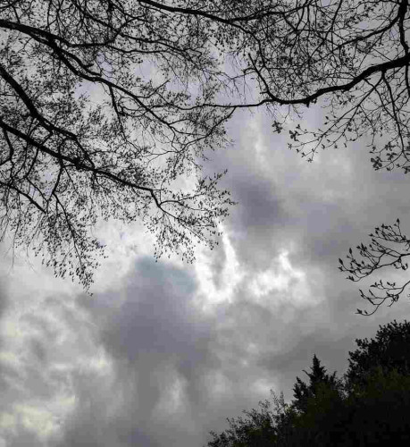 Cloudy sky with hidden sun framed by tree branches