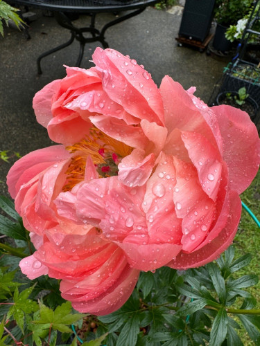 A big open multi-layer coral color peony flower covered in rain drops. 