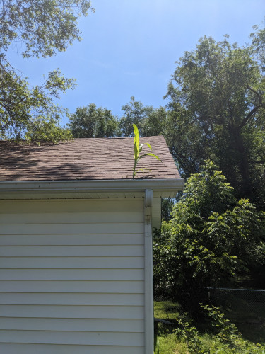 a corn plant growing in the gutter of the garage