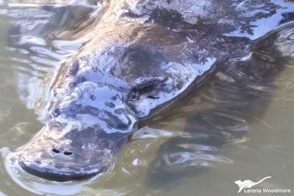Closeup photo of a platypus floating on the surface of the water, showing from the neck to the end of its beak.

It has a silvery sheen, due to water sitting on top of a layer of air that is trapped by its fur. It make is look like the platypus is covered by a sheet of slumped glass.