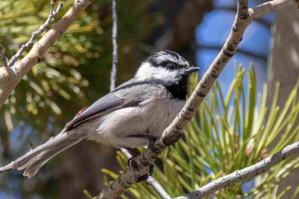 A Mountain Chickadee bird perched on a branch.