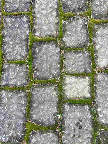 Textured gray paving stones with thick green moss growing in the gaps between them, forming an irregular grid. With some fallen evergreen needles on the moss
