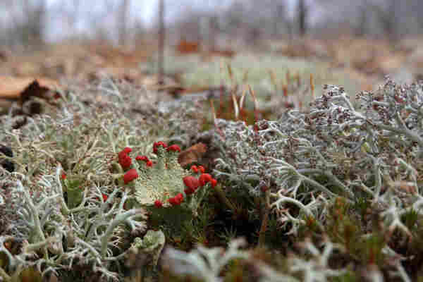 Red-fruited Pixie Cup lichen (Cladonia pleurota) surrounded by Grey Reindeer lichen (Cladonia rangiferina) and moss.
Blurry forest in the background.