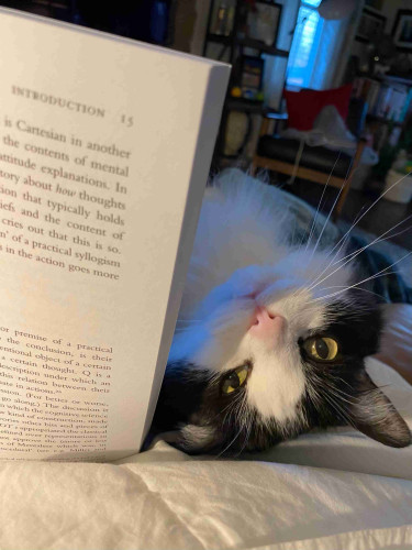 A black and white cat lying back and looking around a book. 