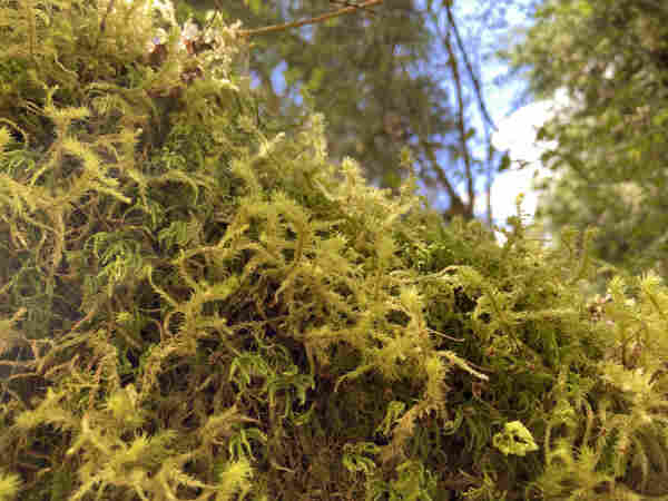 A mound of moss with red stems and feathery light green leaves. The overall effect looks like tangled curly green unbrushed hair. 