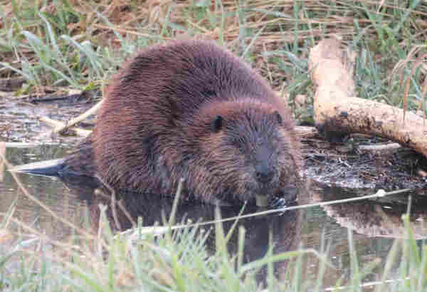 A very large rusty-brown beaver in shallow pond water chewing on a stick,quite furry with tiny eyes, big, dark nose and small cup-shaped ears.