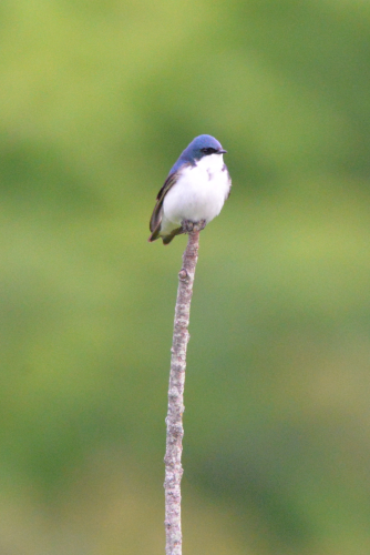 a round little blue and white bird perches on the end of a vertical stick.

it doesn't look comfortable but he looks quite pleased with himself.

Hughes Hollow, Maryland. Yesterday.