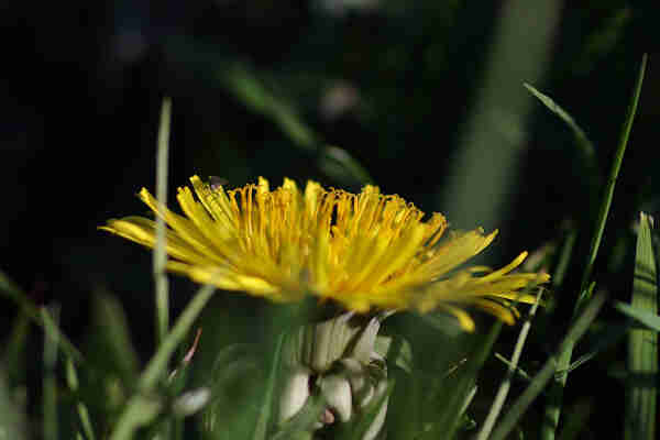 Dandelion and a Fly