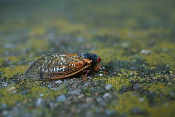 A close-up macro photo of a Brood XIX cicada on a mossy driveway. The Cicada is facing to the right, its shape is mostly in focus, but the outer edge around its head and back are somewhat blurred. Their right eye is deep red, with a blurry black dot in the middle. You can just barely see some of their left eye. Their legs are a brownish orange color, with a black band just below their "knee" (I don't know the proper name, feel free to share if you know it).

The opaque parts of their wings that connect to their abdomen are a bright orange color, that slowly fades and transitions to black as it goes further down the wing. The wings are segmented, with clear window-like structures between the opaque bits.

They are beautiful.