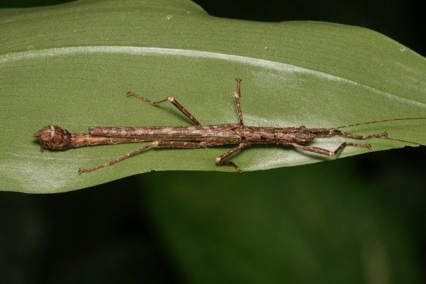 A long and thin brown insect with long, twig-like legs stretched out on a leaf. A knob is found at the end of the tail.