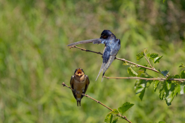 two barn swallows sitting across from each other on thin little branches. one in the foreground and one in the back. the one in the foreground has their iridescent blue back to the camera and one glossy blue wing extended to the left as if it has just thrown something. opposite them and facing the camera the other barn swallow has their mouth wide open as if they are trying to catch a bit of food that the other swallow has thrown to them. their mouth and front are light orange and they have a little forked tail extending down off the branch. in reality the swallow in the foreground is preening their shoulder feather and well i don't know what the one in the back is doing. they just open their mouths really wide sometimes, maybe yawning? i don't know haha