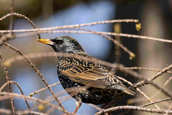 a starling standing among a mess of thing spiky branches. they have a bright yellow beak and many different colors of feathers, mostly dark and iridescent with white spots as well as brown and black wings 