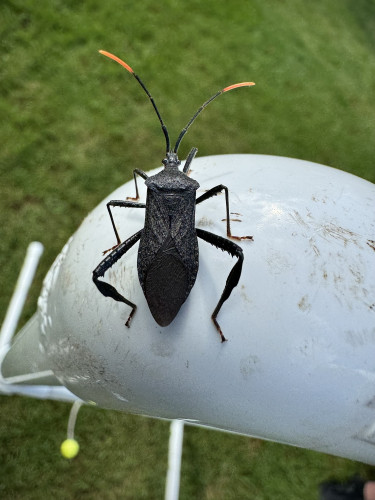 Acanthocephala terminalis, leaf-footed bug on a white pvc pipe. The bug is all black with orange tipped antennae. 