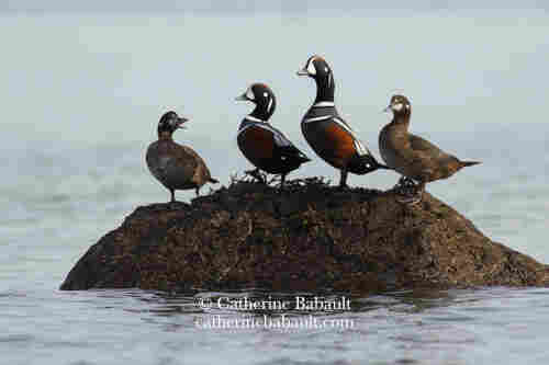 Two couples of Harlequin ducks on a rock covered by seaweed and surrounded by water. The female on the left is facing them and quacking. She is obviously telling the other couple to go away!