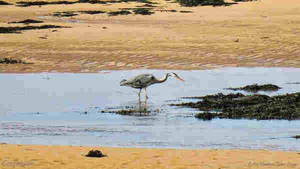A large, long-legged grey bird, staring intently at a rock pool on a yellow beach. It has a white head with a black stripe on the crown, and predominantly grey feathers on its back. It's standing up to its knees in water.