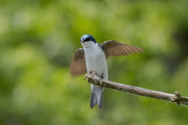a tree swallow perched at the end of a bare stick. both wings are out and back in a little flap. their head is a deep iridescent blue and their belly a bright white giving them a kind of penguiny look to them. also the way they are kind of leaning over to the left adds to it in a way i can't really explain, i think they just look kind of tube shaped maybe. also their wings look very small, that helps hahaha.  they are in front of a bright green out of focus background