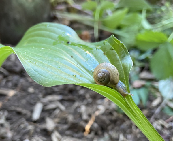 A small yellowish-beige snail climbing down a hosta leaf towards the stem. Its shell is a spiral that is darker toward the center. One of its eye stalks is visible and the other is hidden behind a curl of the hosta stem. 