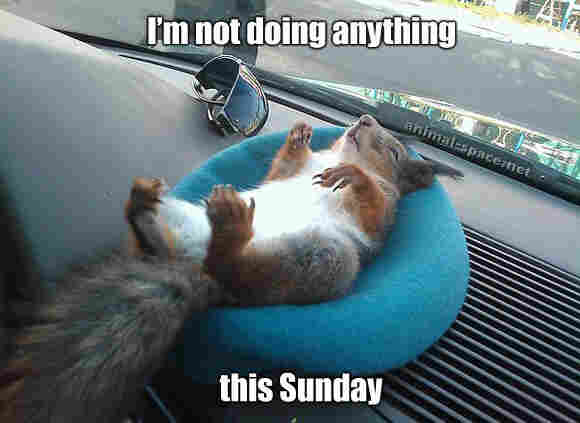 Picture a squirrel asleep on its back in a blue woolly hat , on car dashboard. It looks very content!  The caption reads: “I'm not doing anything this Sunday”