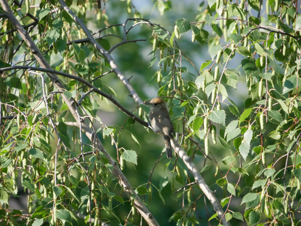 Ein kleiner Vogel mit grau-hellbraunem Gefieder sitzt auf einem Ast, umringt von grünen Blättern. Am Kopf hat er braune Federn, wie eine kleine Kappe.